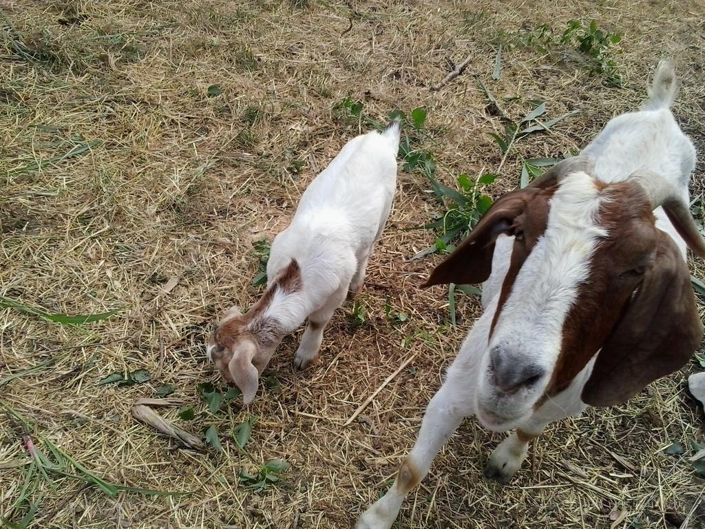 Apartment Agroturizam Radesic Buje Zewnętrze zdjęcie